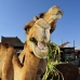 camel_embaba_cai_v_0018_egy0035.jpg